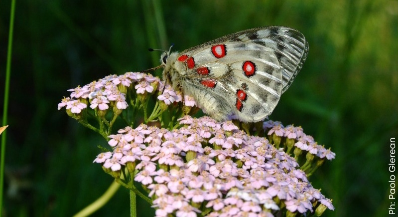 Biodiversità delle farfalle nelle Prealpi Giulie